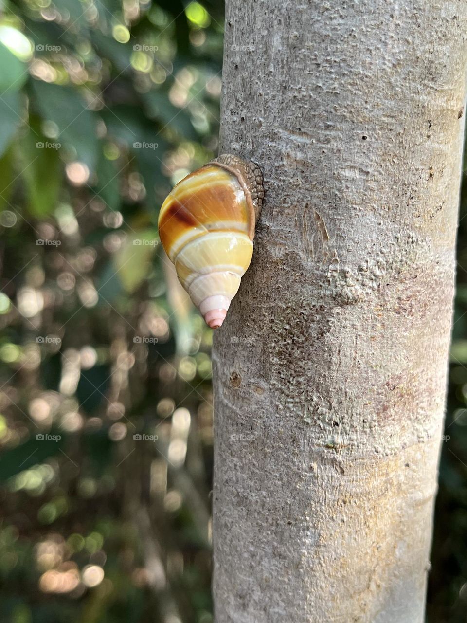 Florida Tree Snail