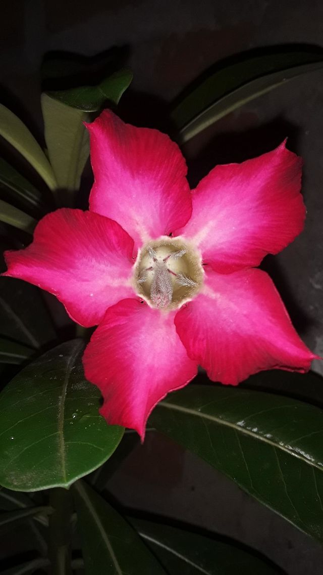 tulip terompet flower