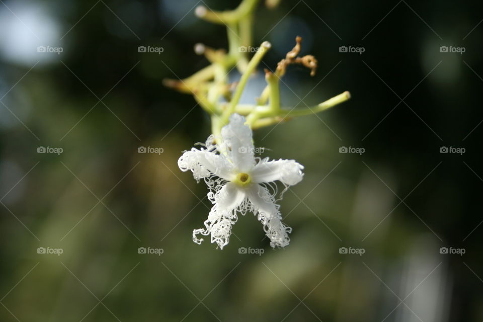 Small white flower in bloom