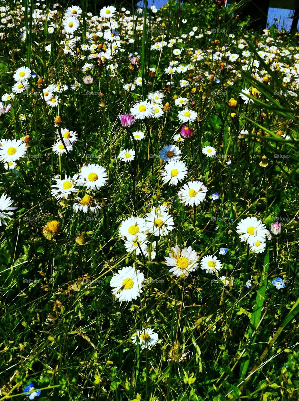 Daisies