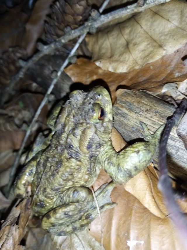 Frosch
