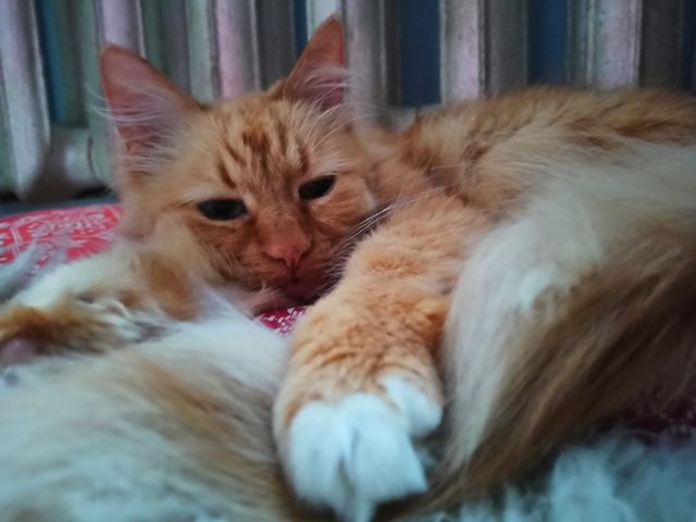 cat