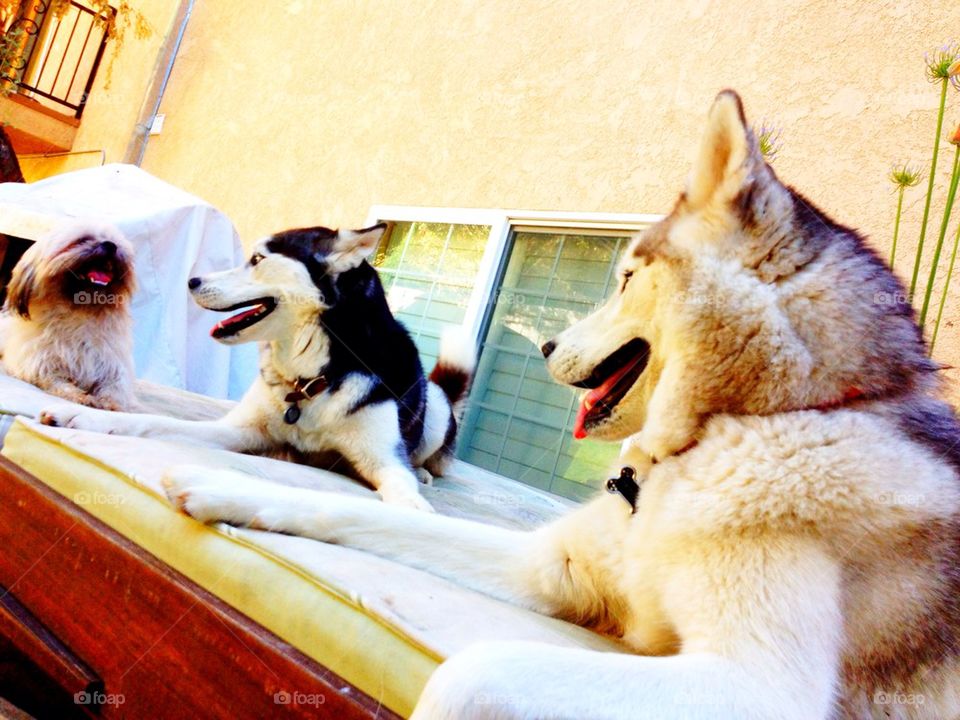 Huskies sunbathing