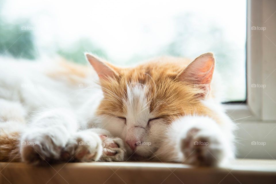 Orange and white tabby cat lying on white surface