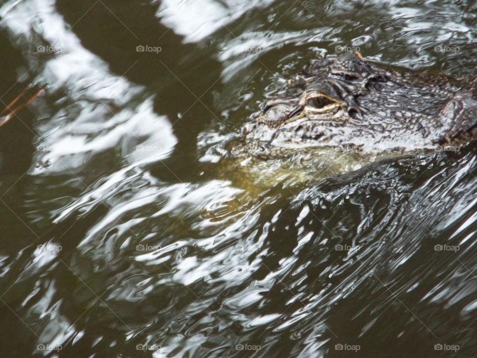 Alligator, Crocodile, Splash, Wet, River