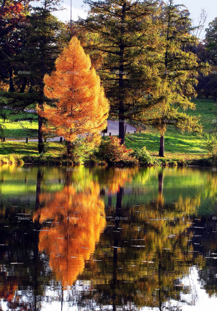 trees lake golden autum by landon
