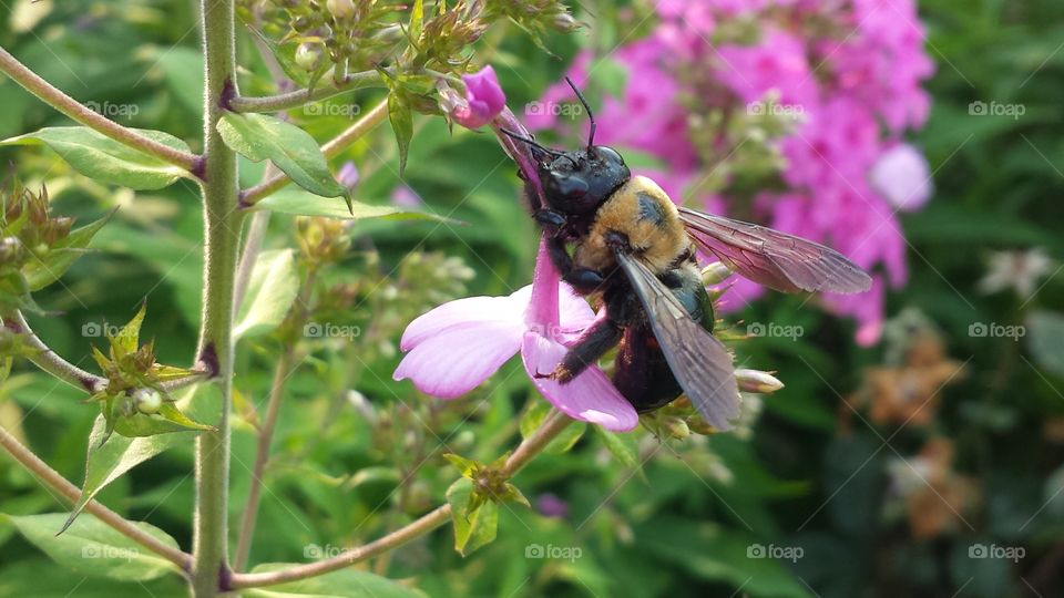 bumblebee on small flower