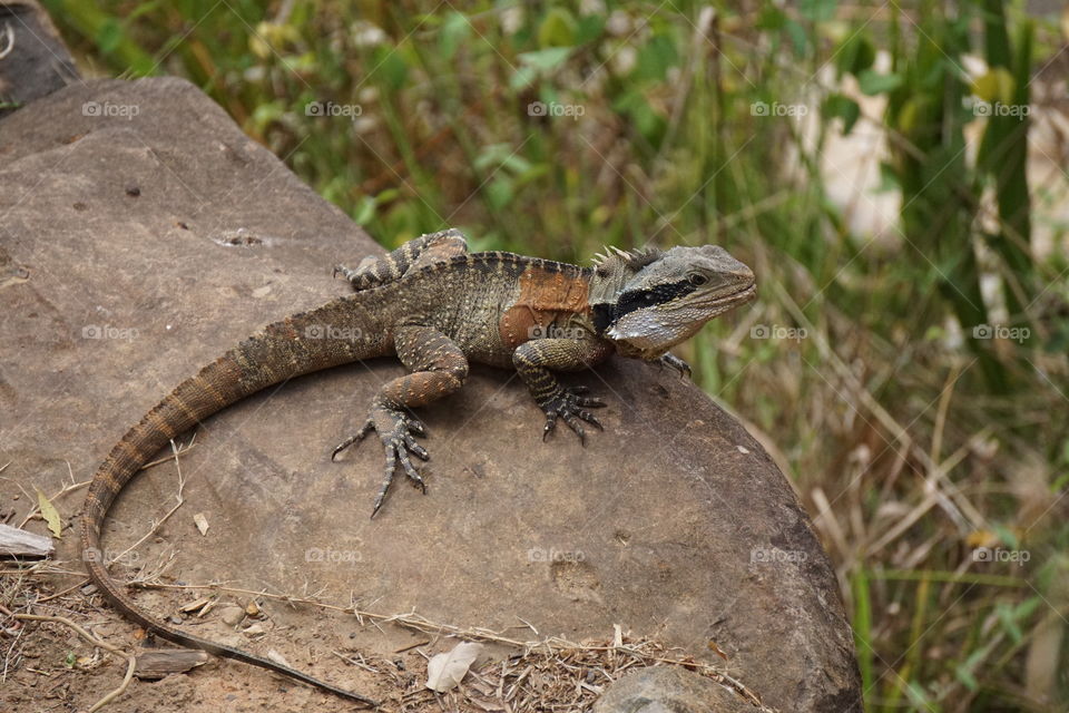 Water dragon