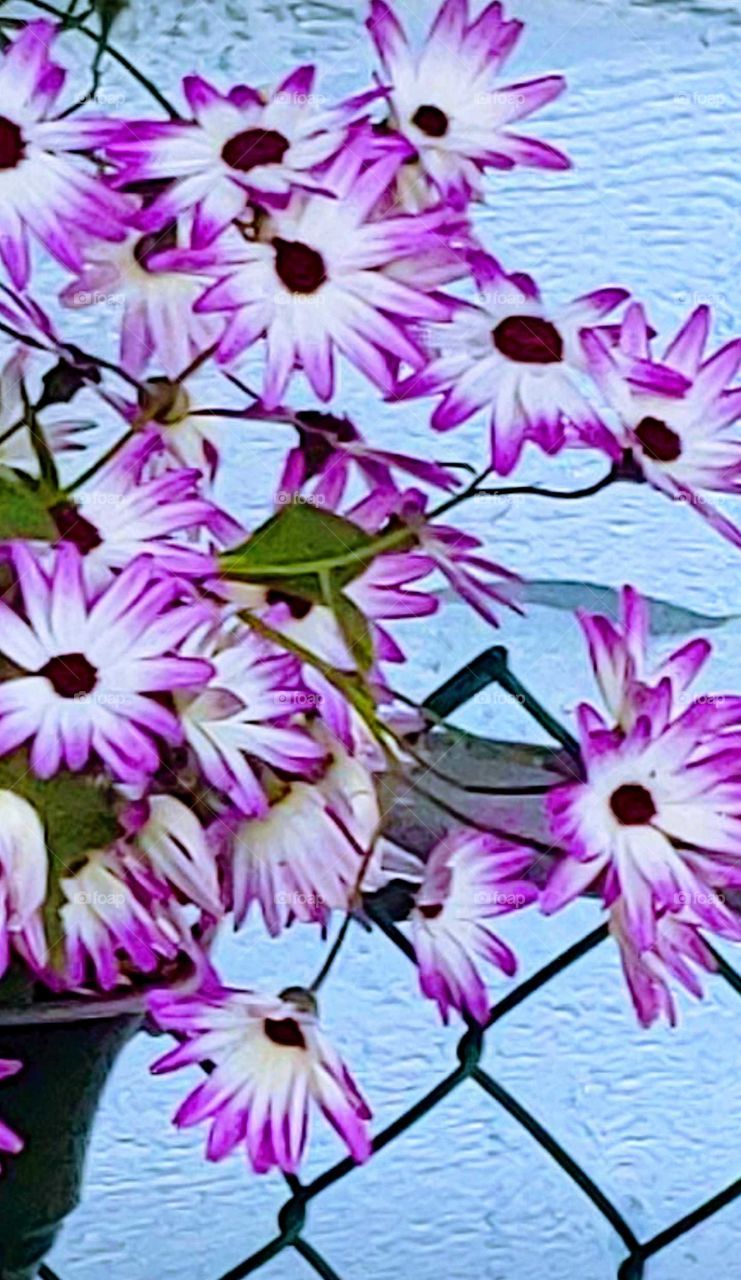 purple flowers in pot