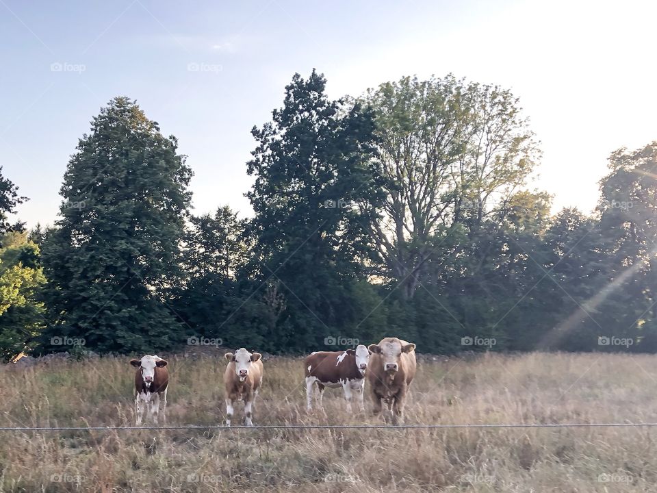 Cows in a pasture during sunset