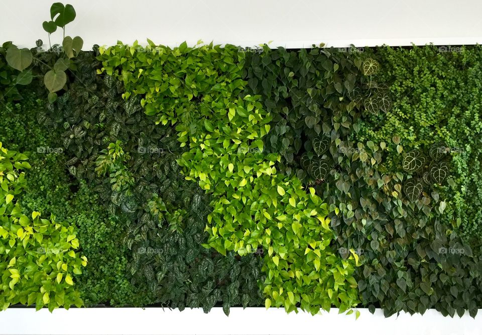 Green wall