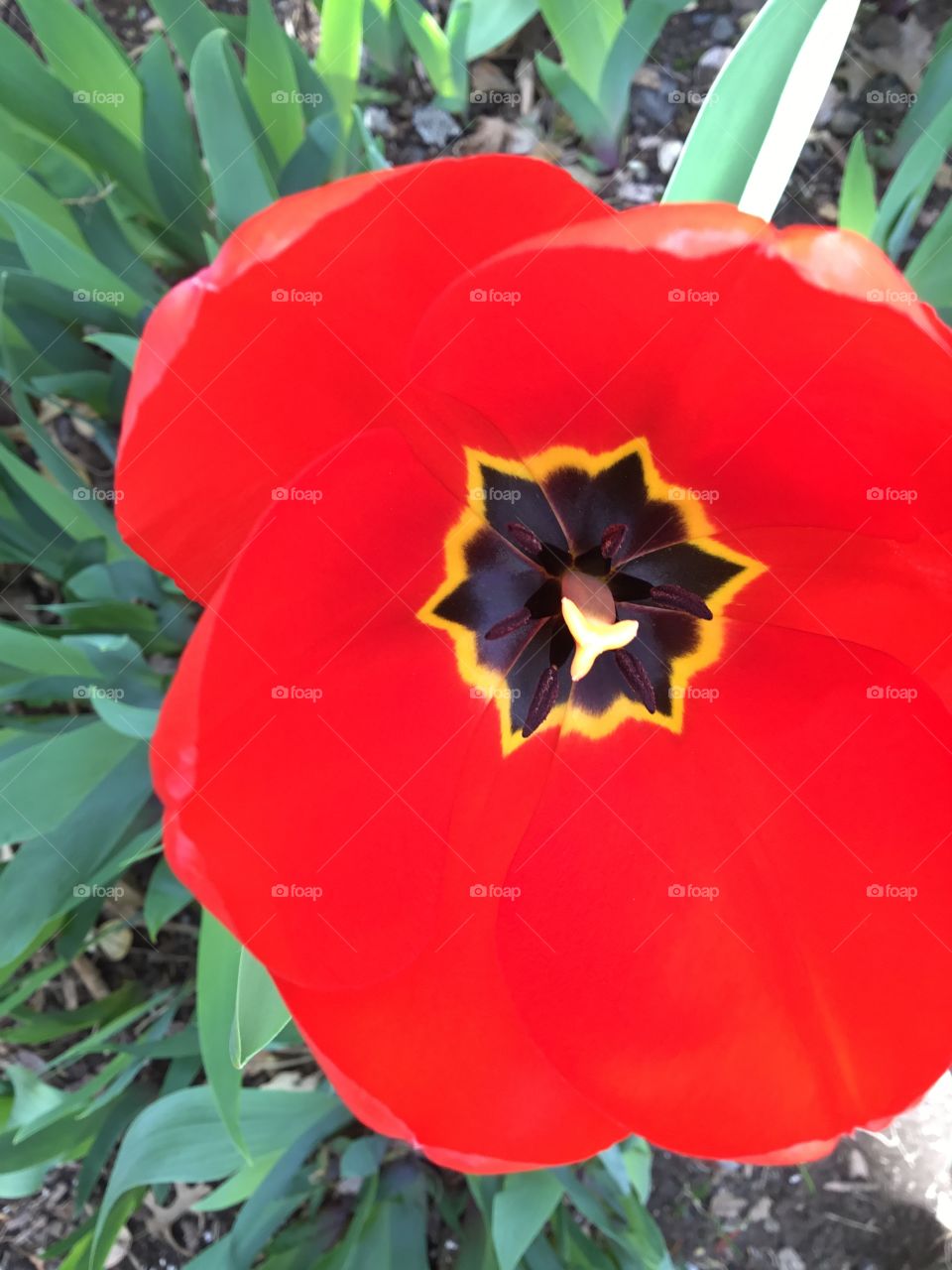 Tulip center