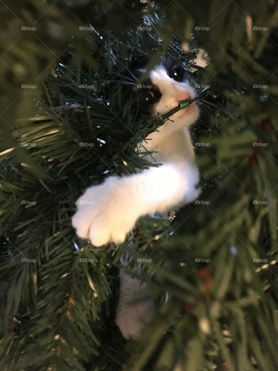 Tuxedo cat and Christmas tree