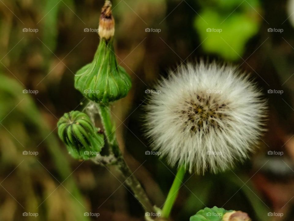 Wild flower seeds
