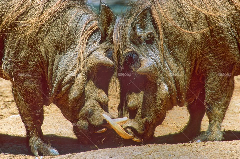 Warthog love.