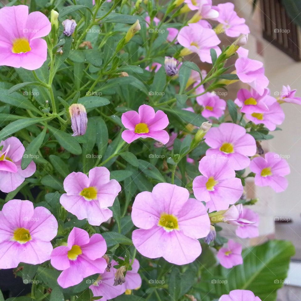 pink flower. flower in my garden