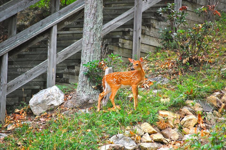 Baby deer