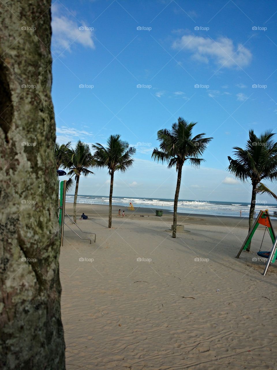 The tree sees the coconut trees