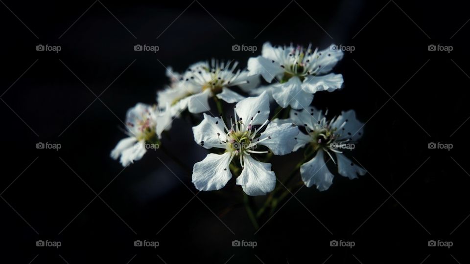 Apple flowers