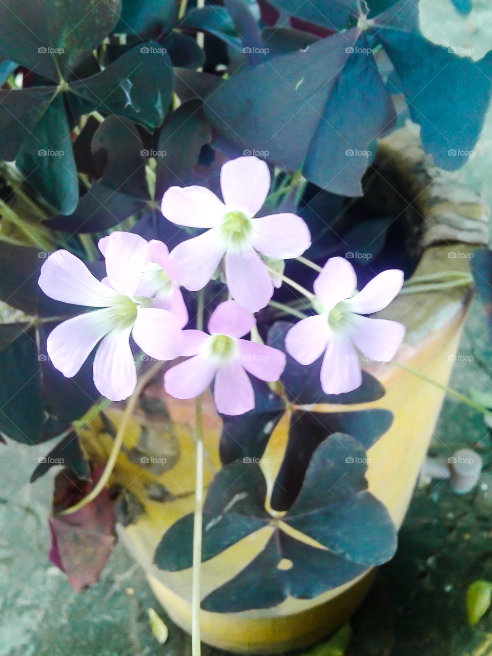 flores lilás no jarro