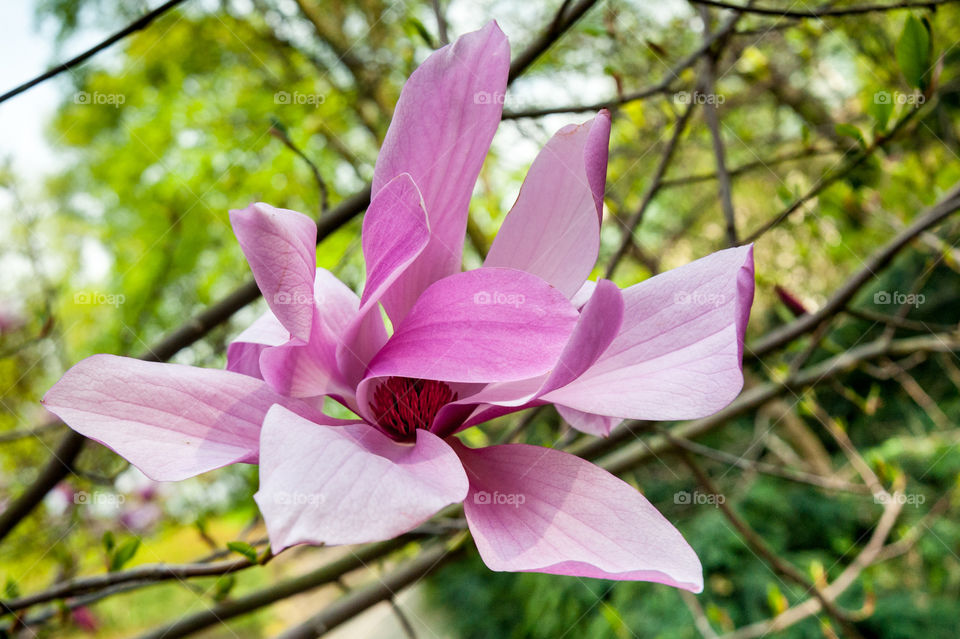 Magnolia flower