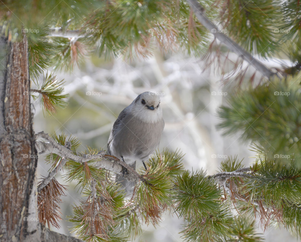 Gray Jay In pine tree 