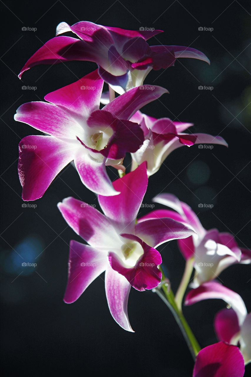 the purple orchids and