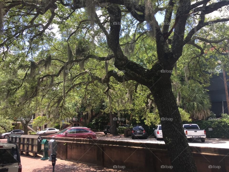 Savannah trolley tour