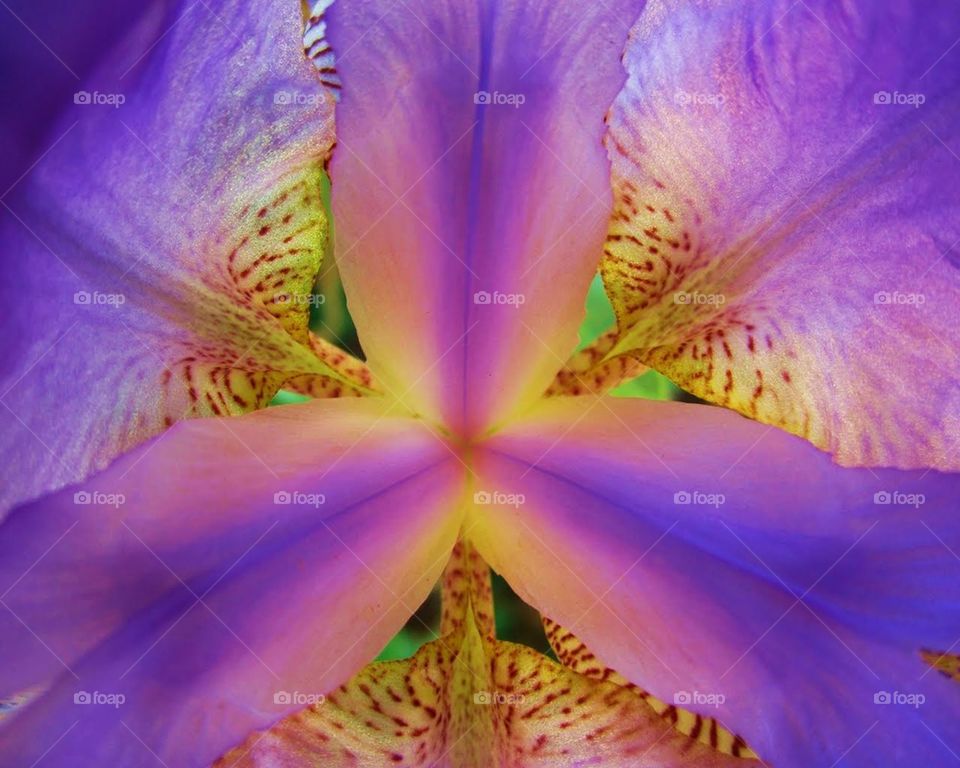 Within The Iris