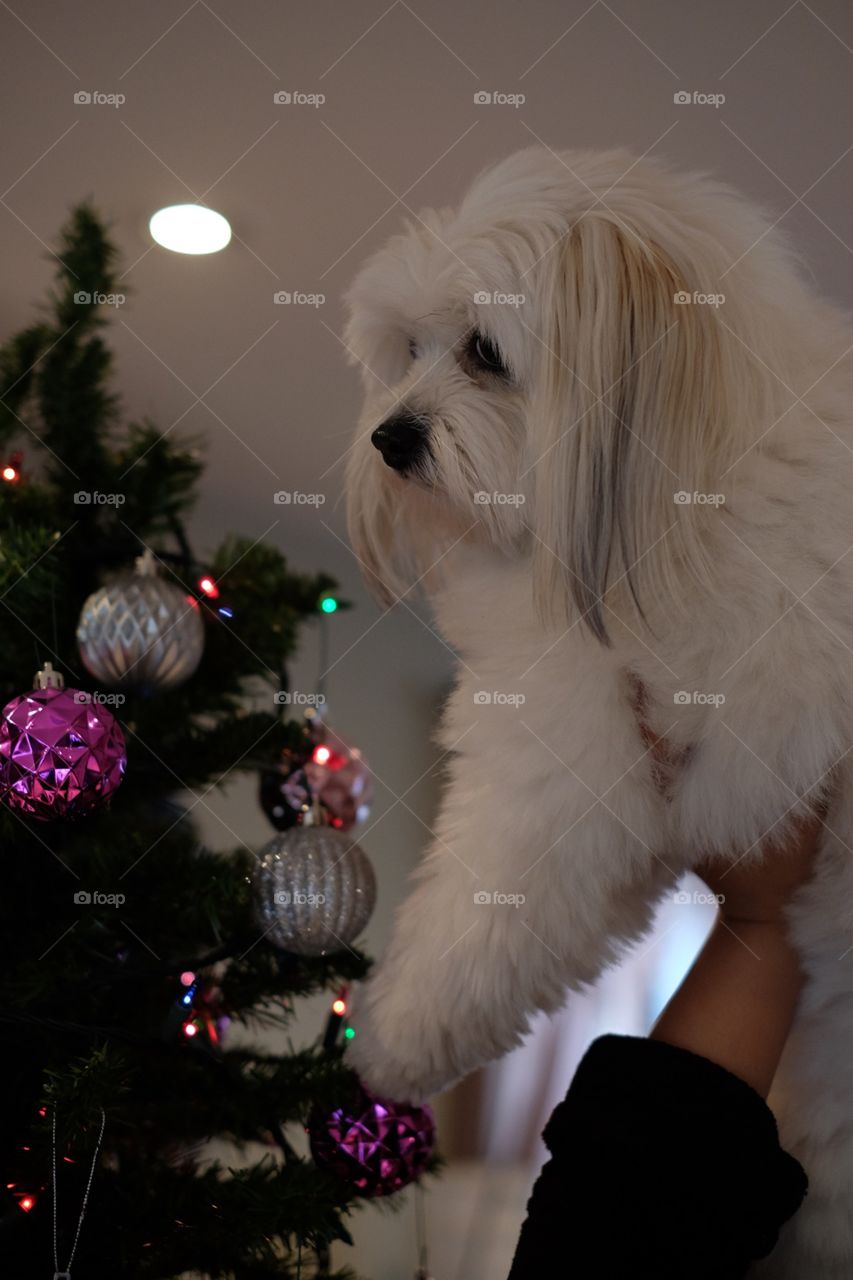 Max's second Christmas