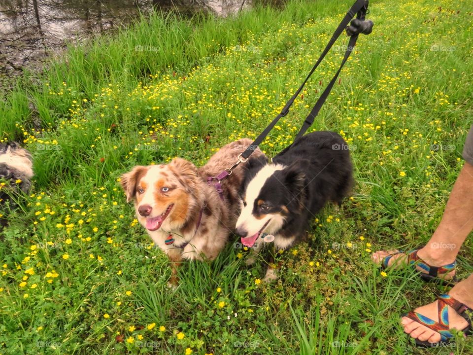 Two Miniature Australian Shepherds taking a walk through the spring wildflowers.