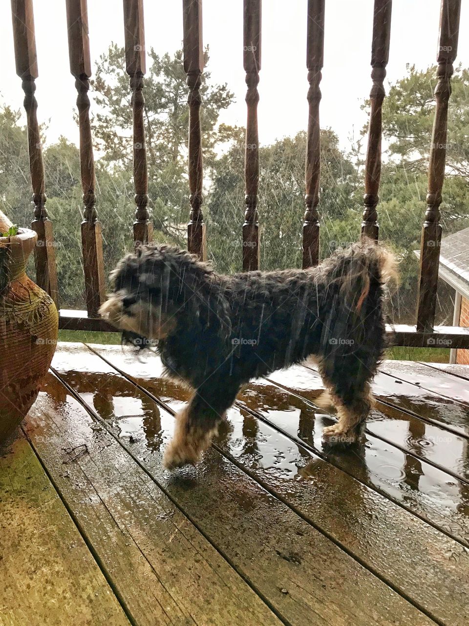 Dog in the Rain