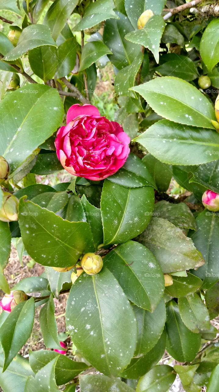 BLUMEN KNOSPEN GARTEN