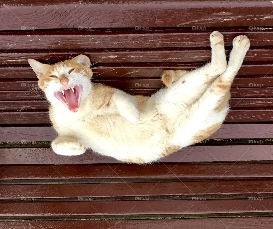 Funny cat, “tell me more jokes”  😜laughing cat rare photo 
