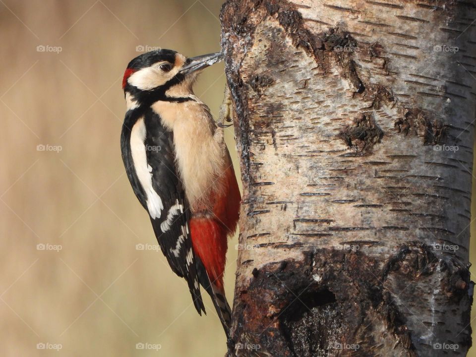 A woodpecker on a tree 