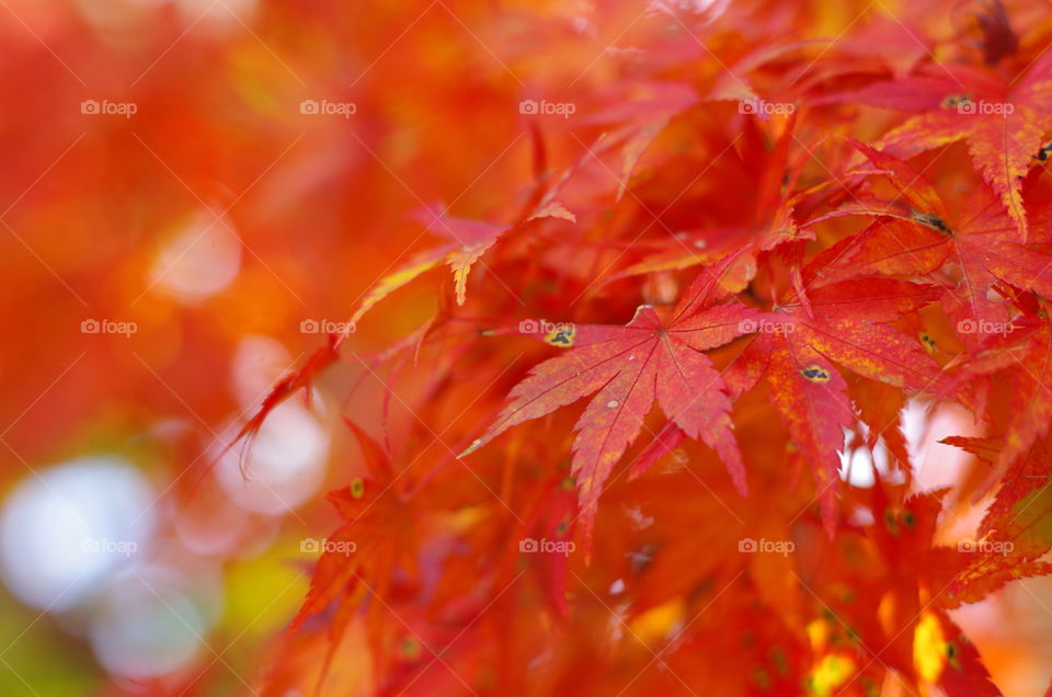 autumn picture