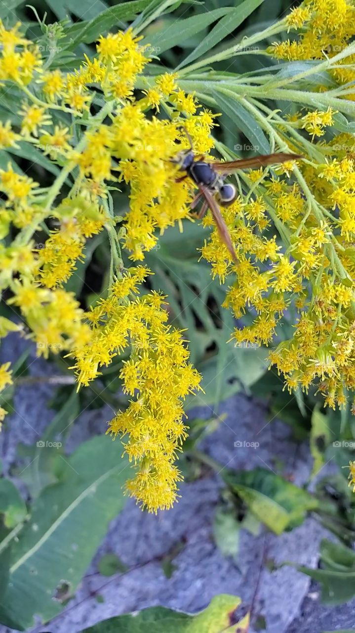 bee