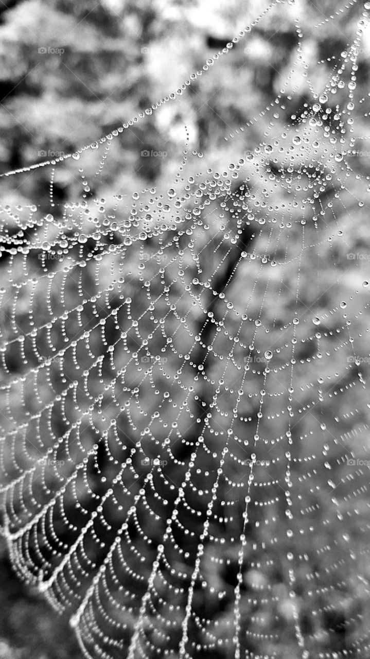 B & W spiderweb