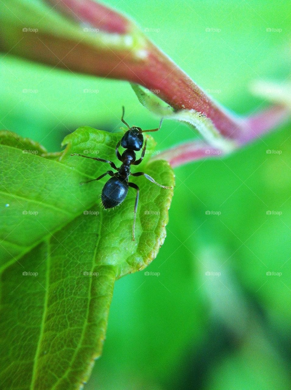 landscape green nature macro by miss_falcon