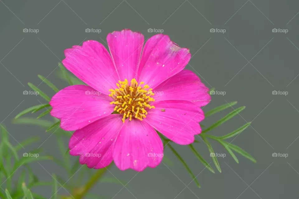 red flower