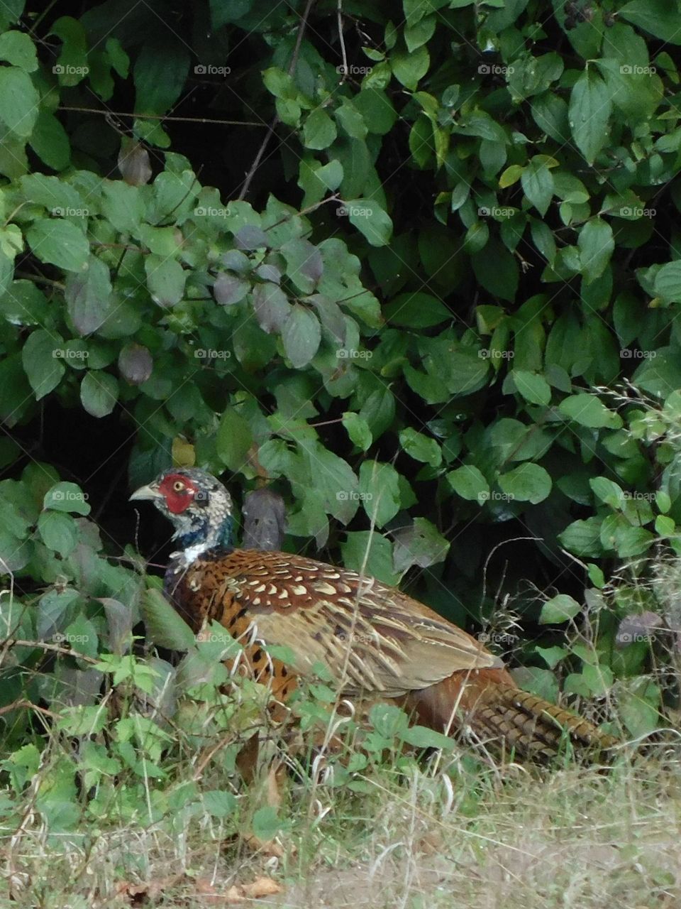 Pheasant 