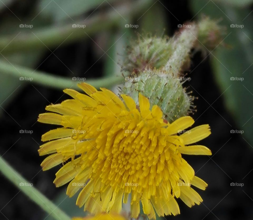 yellow tiny flower