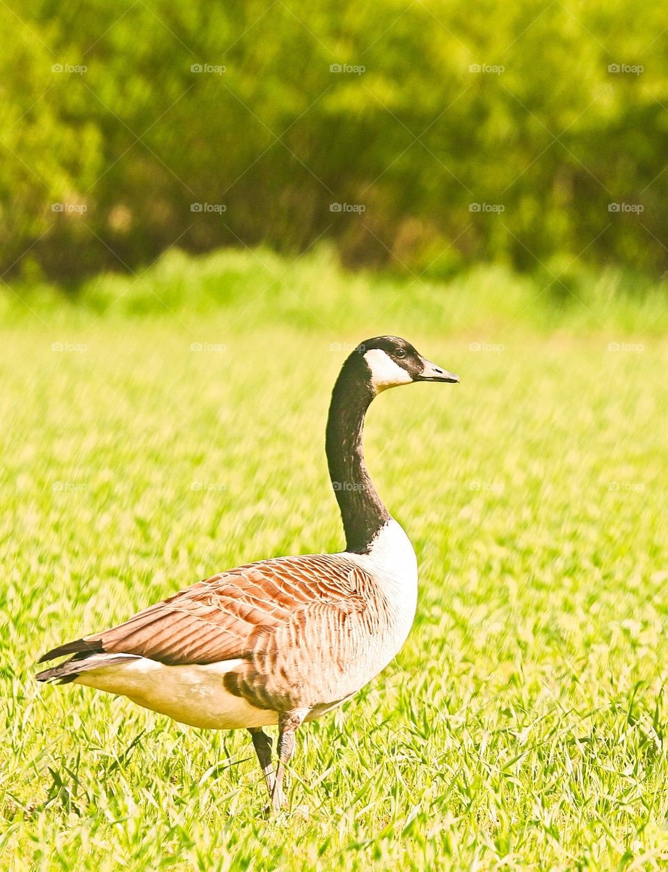 Canada goose