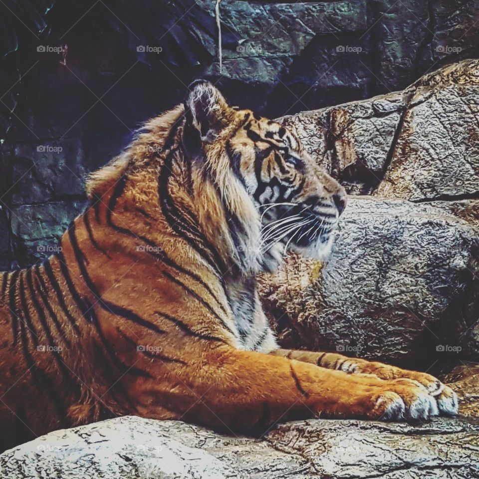 calm tiger