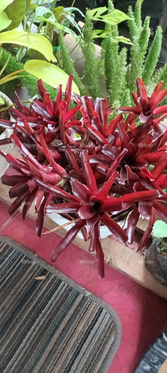 red bromeliad this flower is called
