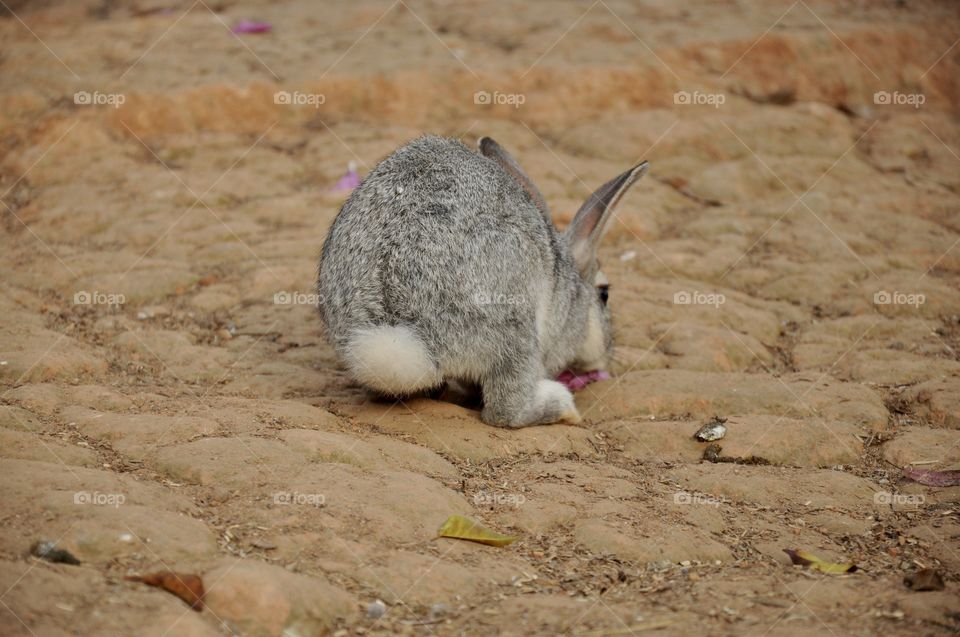 Animals from Brazil