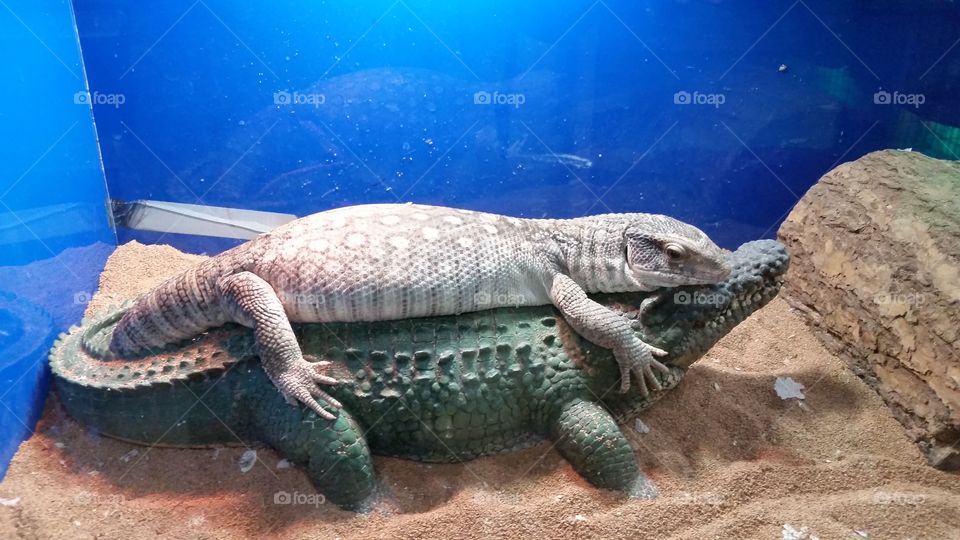 African Savannah Monitor with friend