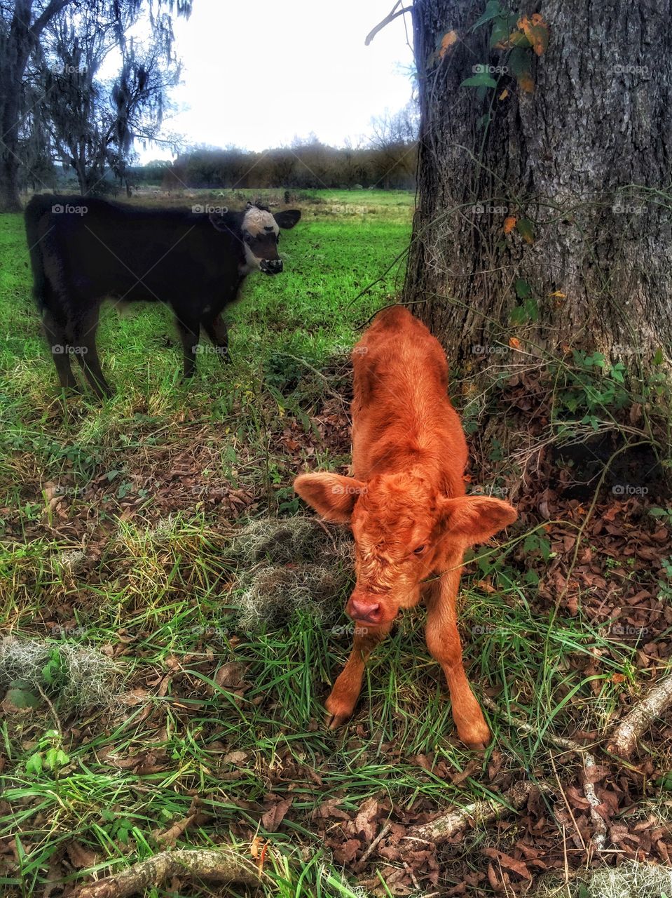 Cow with calf in grassy land