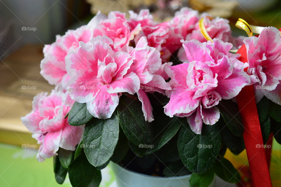 House plants in pots