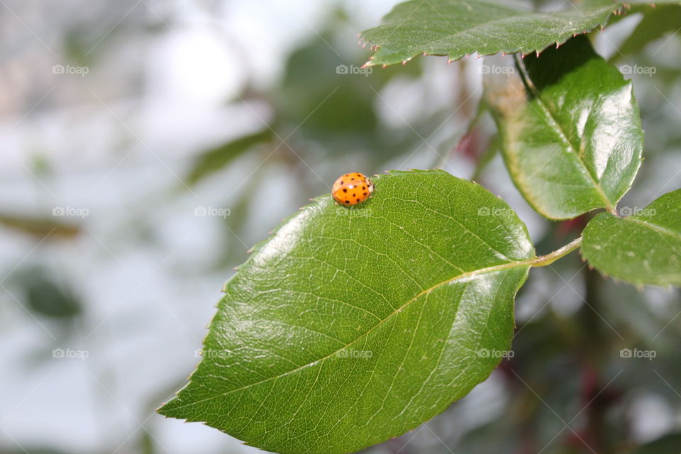 ladybug on a leaf